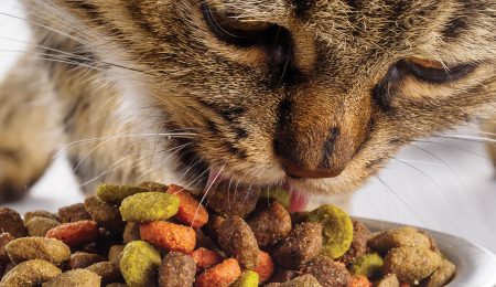 most palatable dry cat food