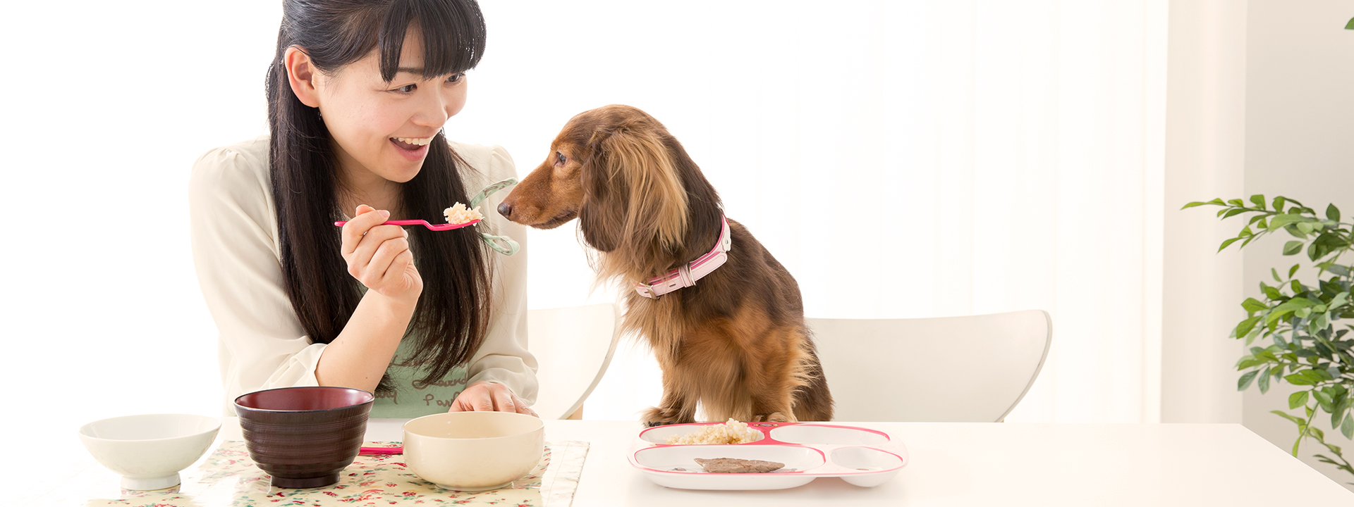Pet food trends, Chinese style Appetizer Diana Pet Food