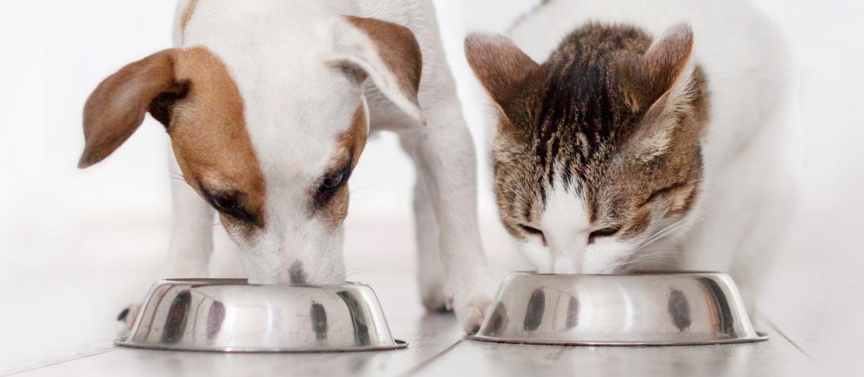 dog and cat food