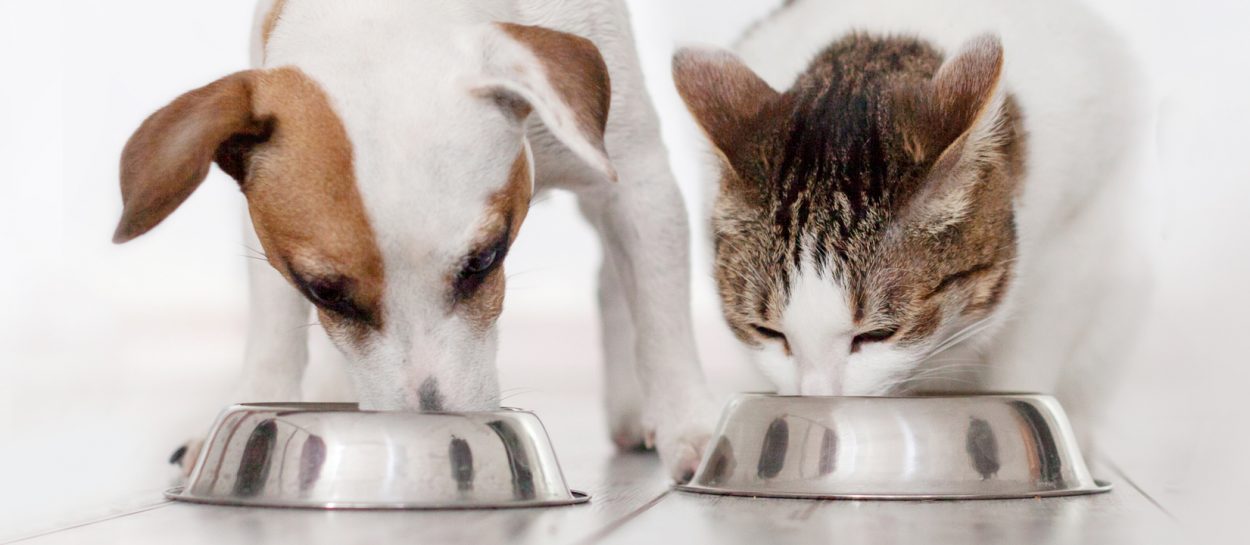 Tea Saponin for Pets supplier Tea Saponin for Pets supplier