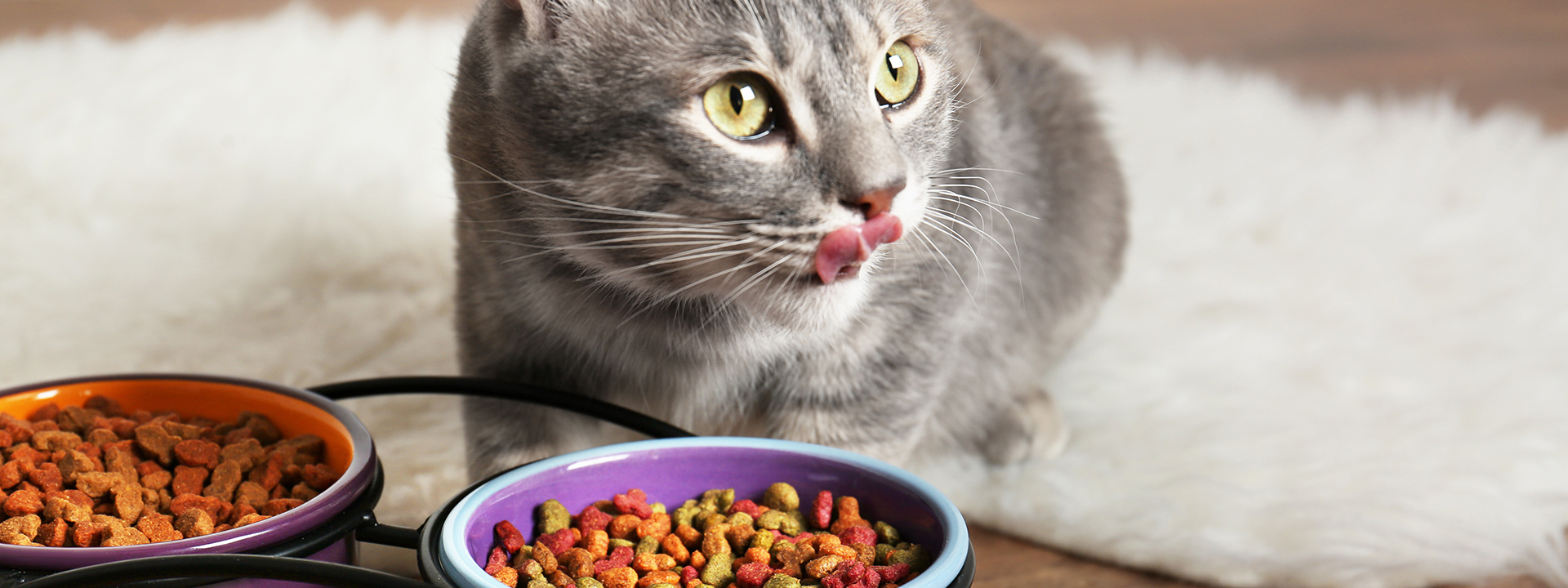 most palatable dry cat food