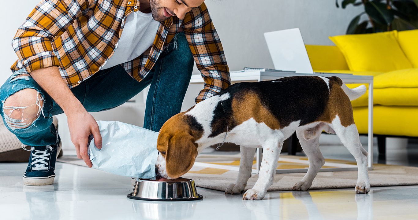 From digestion to immunity, why yeasts improve pet health