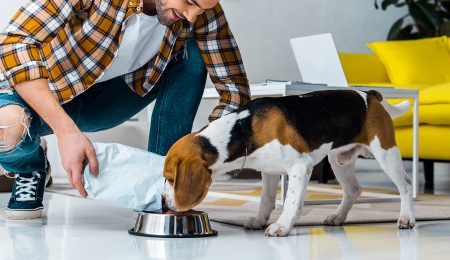 From digestion to immunity, why yeasts improve pet health