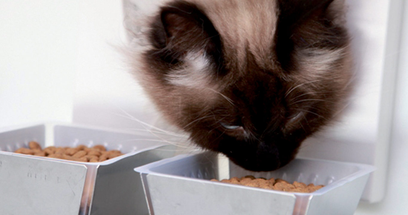 Discover how to obtain trustworthy answers from pet expert panels