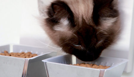 Discover how to obtain trustworthy answers from pet expert panels