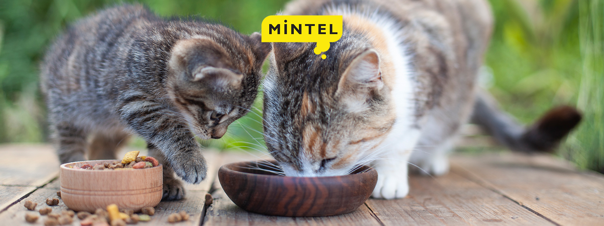 The pet food market the present and near future Appetizer