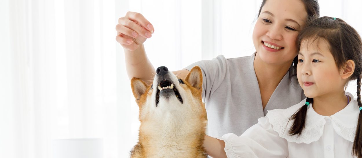 Discover the four major trends that will drive the Asian pet food market in the coming years