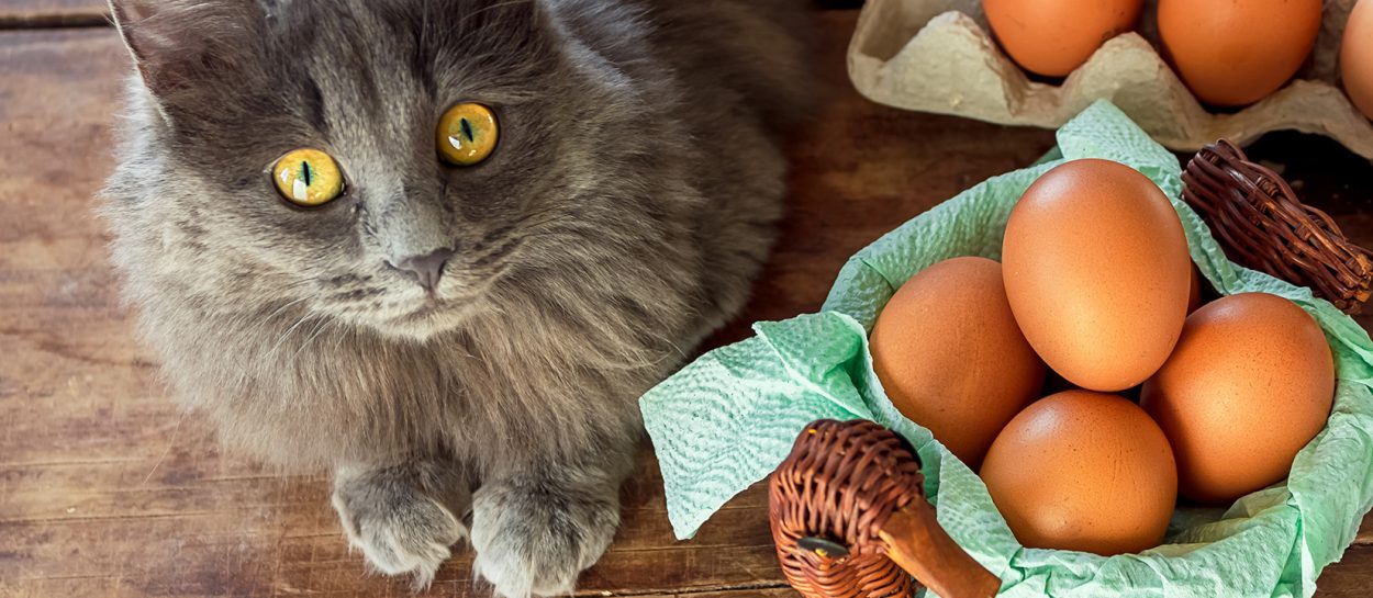 cat and eggs