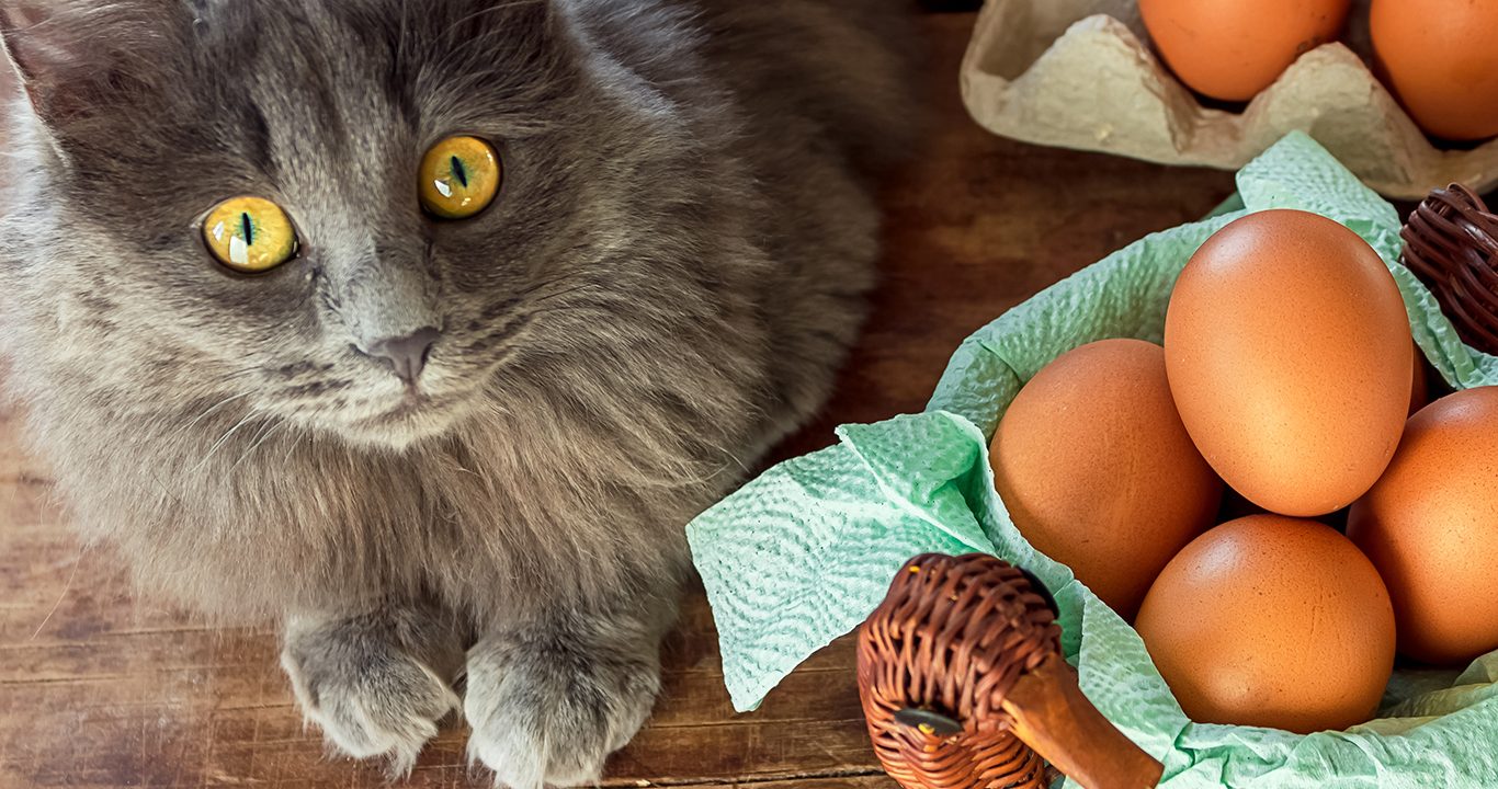 cat and eggs