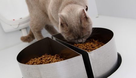 symrise pet food versus or monadic tests 
