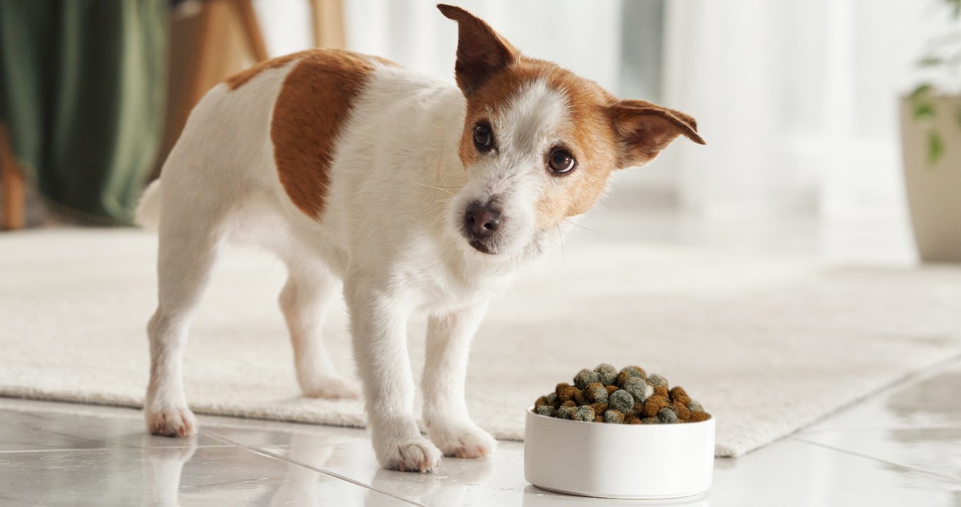 Stopping spoilage before it starts: how to win the fight against yeasts & molds